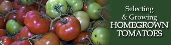 tomatoes