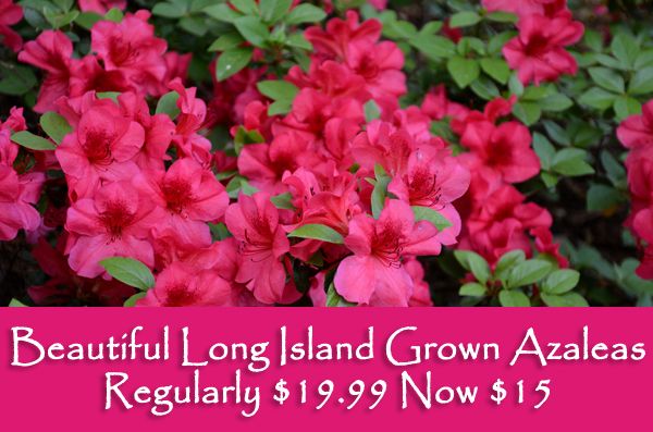 Long Island Grown Azaleas