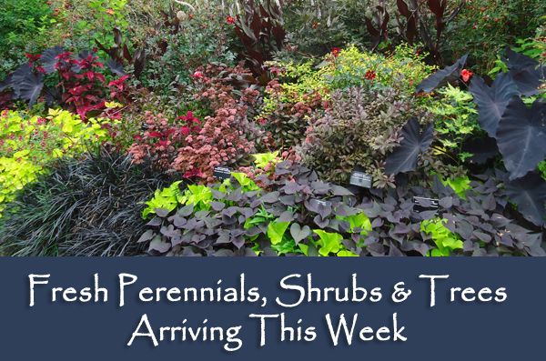 perennials, trees and shrubs