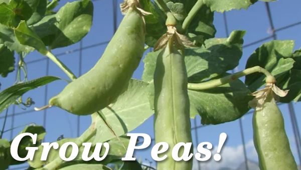 Growing peas