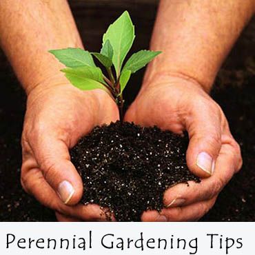 Perennials