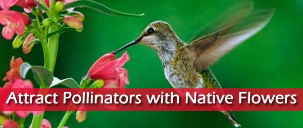 Attract Pollinators