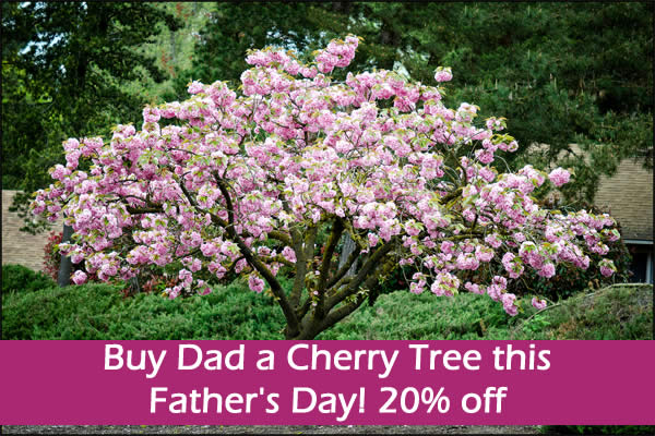 Cherry Tree