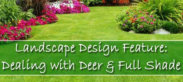 Dealing with deer and full shade