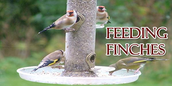Feeding Finches