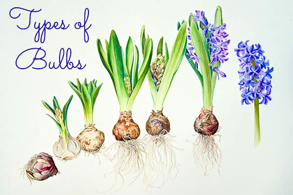 Bulbs