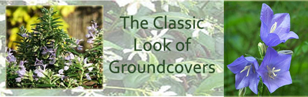 groundcovers