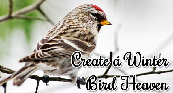 Winter bird haven