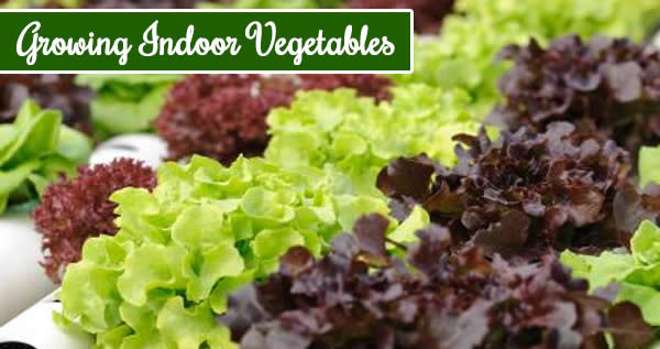 vegetables