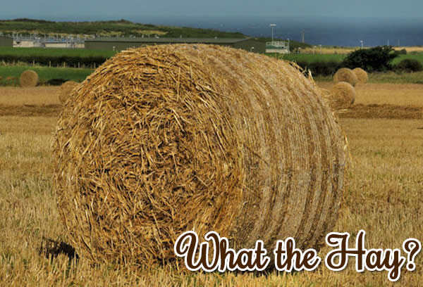 Hay