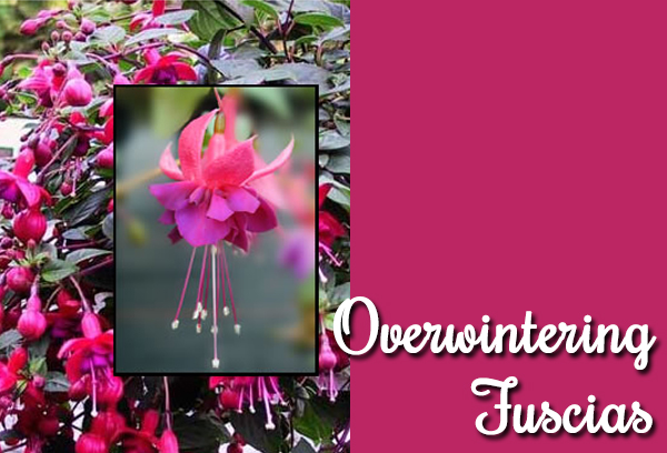fuchsias