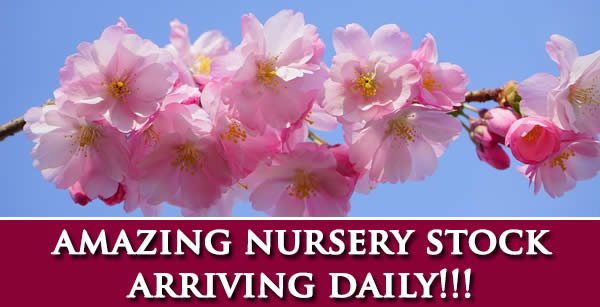 Nursery Stock