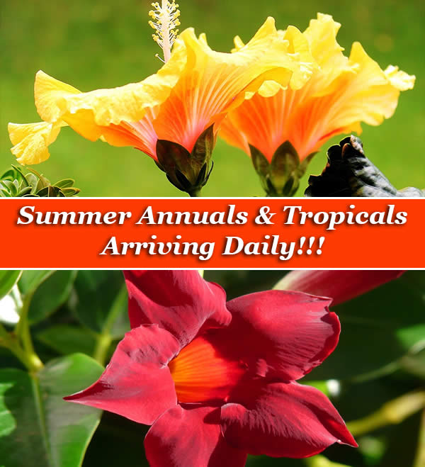 Summer Annuals and Tropicals Arriving